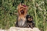 YORKSHIRE TERRIER 426